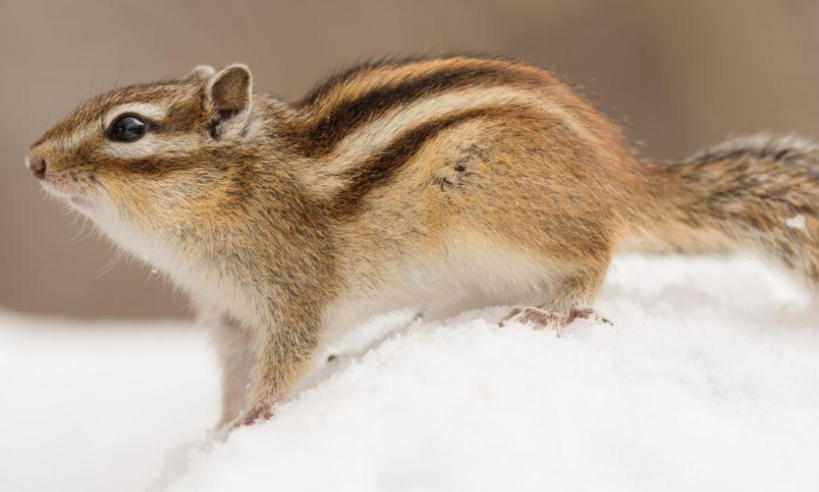 北京盛思克安防科技有限公司轮播图4