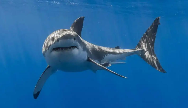 北京盛思克安防科技有限公司轮播图5